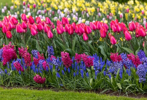 colorful tulips and hyacinths blooming in a garden