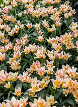 Colorful tulip called Quebec.  Lily flowered group. Tulips are divided into groups that are defined by their flower features