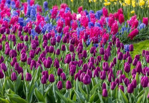 colorful tulips and hyacinths blooming in a garden