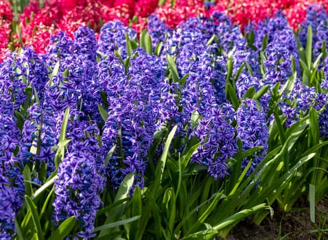 red and blue hyacinths blooming in a garden