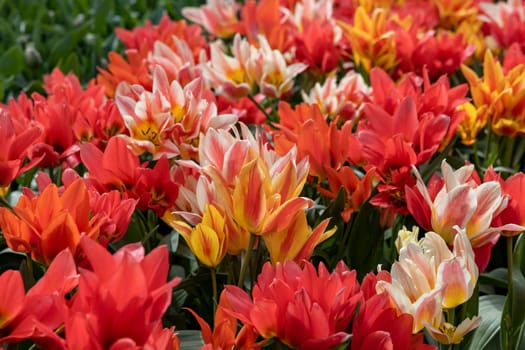Tulip called Fun Colours mix. Glorious mix consists of the tulip Toronto and two of her colour-mutants Winnipeg and Quebec.