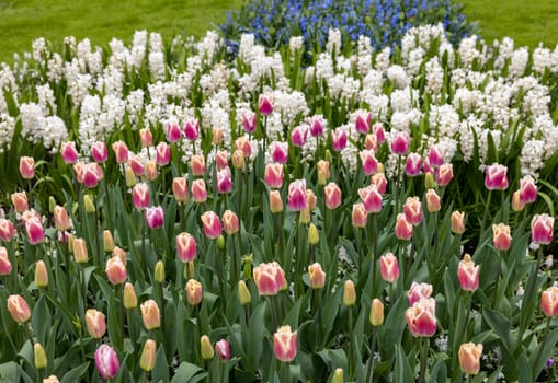 colorful tulips and hyacinths blooming in a garden