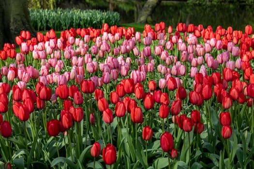 red and pink tulips blooming in a garden