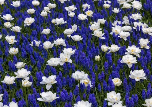 White tulips and blue muscari blooming in a garden