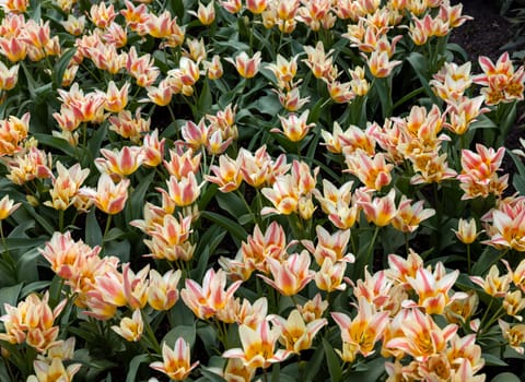 Colorful tulip called Quebec.  Lily flowered group. Tulips are divided into groups that are defined by their flower features