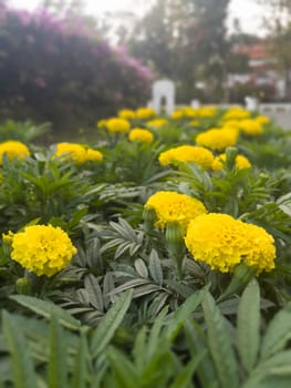 Flowers in the tropical garden, stock photo
