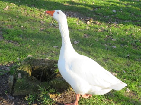 goose geese birds feathers farm big colors beak eggs delicacy