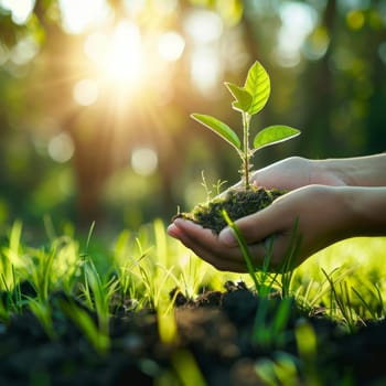 A hand nurturing a young plant in sunlight, symbolizing growth and ecology