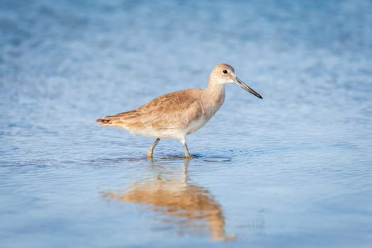 Willet wading by the beach in Fort DeSoto County Park in St. Petersburg, Florida.
