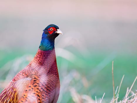 Close up of male pheasant in a grass
