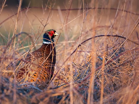Pheasant (Phasianus colchicus) standing in tall grass