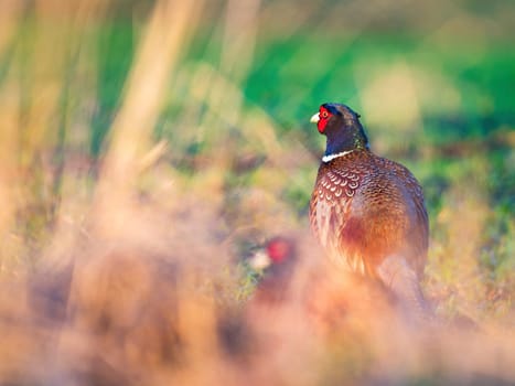 Pheasant (Phasianus colchicus) standing in tall grass
