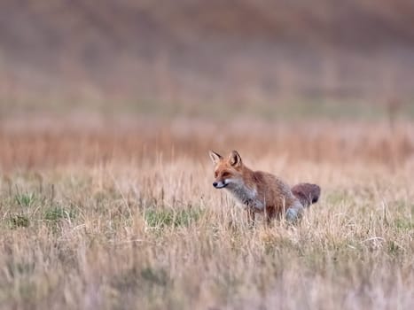 Fox on the green forest meadow. Red Fox hunting, Vulpes vulpes, wildlife scene from Europe.