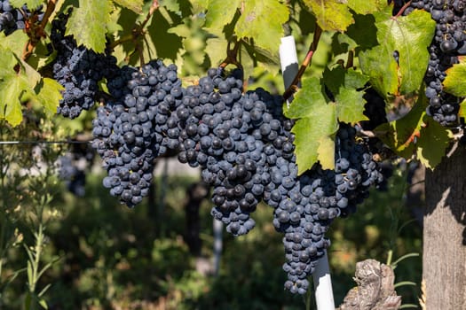 Beautiful bunch of black nebbiolo grapes with green leaves in the vineyards of Barolo, Piemonte, Italy