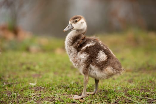 Egyptian goose chick, alopochen aegyptiaca in the spring, animal and water bird