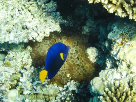 The fish swim above the coral reef, the underwater world of the Red Sea.