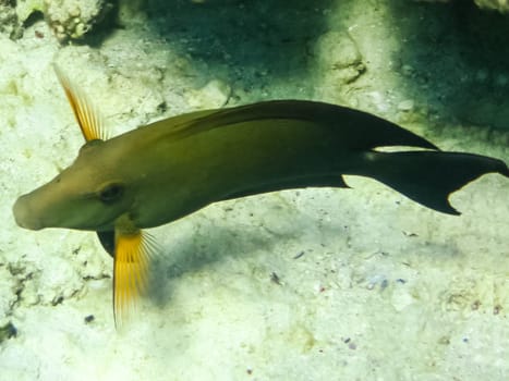 The fish swim above the coral reef, the underwater world of the Red Sea.
