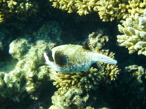 The fish swim above the coral reef, the underwater world of the Red Sea.