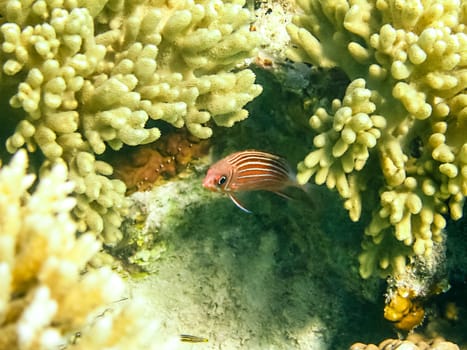 The fish swim above the coral reef, the underwater world of the Red Sea.