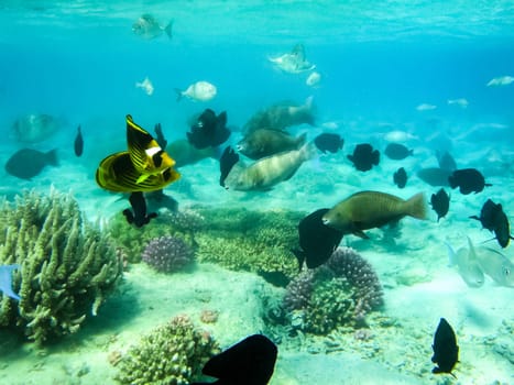 The fish swim above the coral reef, the underwater world of the Red Sea.