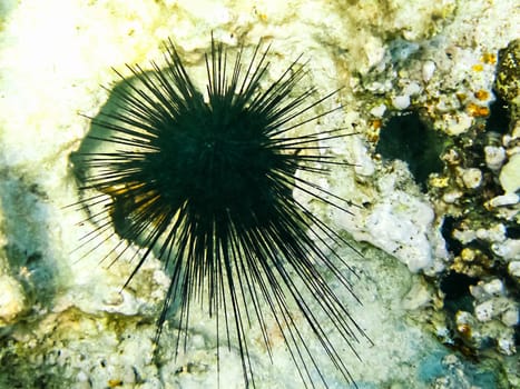 The fish swim above the coral reef, the underwater world of the Red Sea.