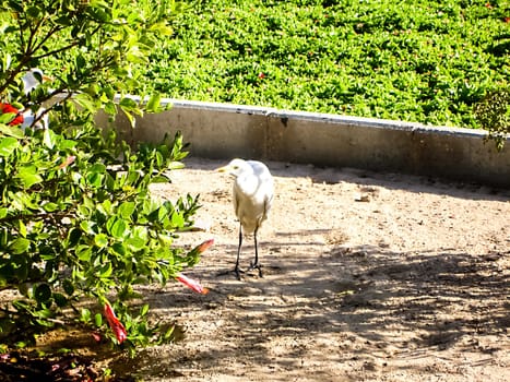 Egyptian white egret walks in search of food. Egyptian white egret walks in search of food.