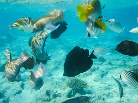 The fish swim above the coral reef, the underwater world of the Red Sea.