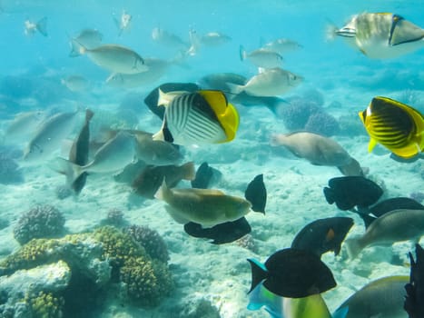 The fish swim above the coral reef, the underwater world of the Red Sea.