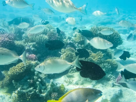 The fish swim above the coral reef, the underwater world of the Red Sea.