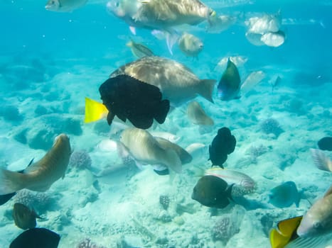 The fish swim above the coral reef, the underwater world of the Red Sea.