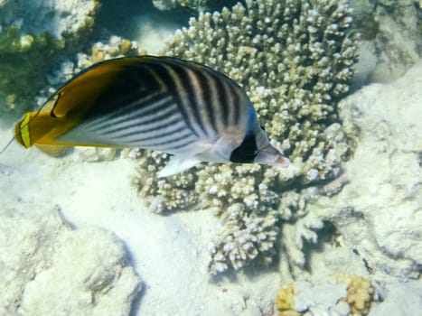 The fish swim above the coral reef, the underwater world of the Red Sea.