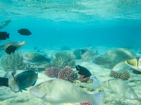 The fish swim above the coral reef, the underwater world of the Red Sea.