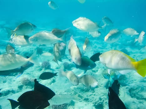 The fish swim above the coral reef, the underwater world of the Red Sea.