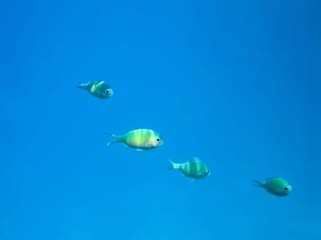 The fish swim above the coral reef, the underwater world of the Red Sea.
