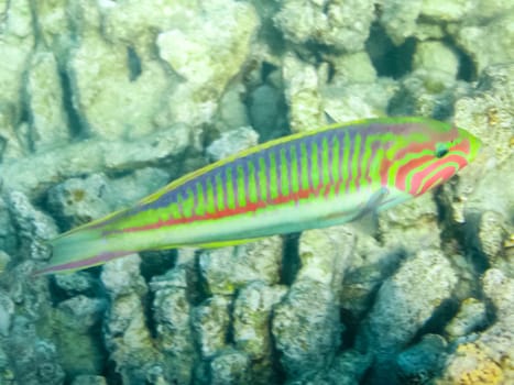The fish swim above the coral reef, the underwater world of the Red Sea.