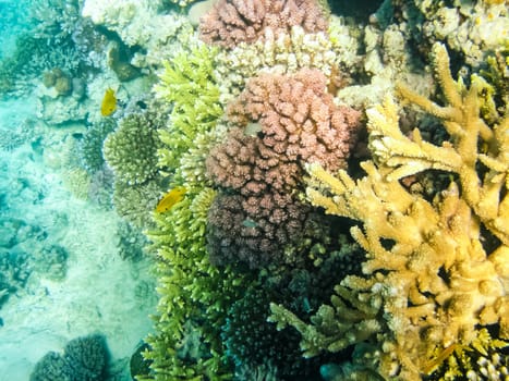 The fish swim above the coral reef, the underwater world of the Red Sea.