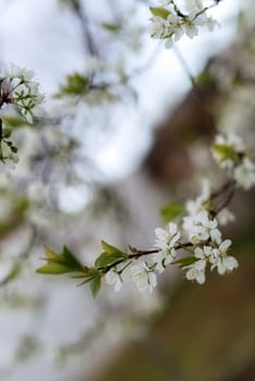 branches of a flowering tree close-up in daylight