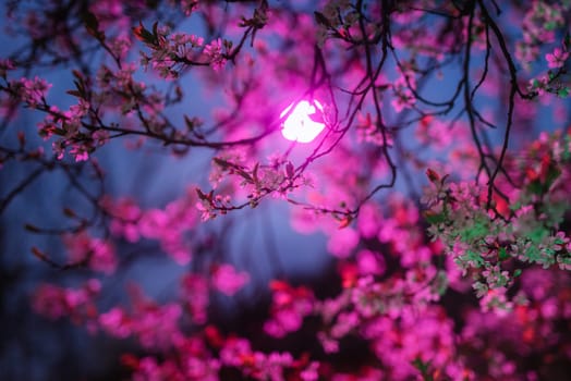 branches of a flowering tree close up in pink light