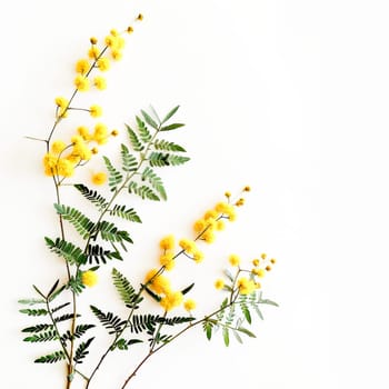 Close-up of yellow mimosa flowers with green leaves against a white backdrop.