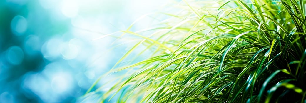 A close-up of vibrant green grass with a soft, blurred bokeh effect. Great for environmental or green-living themes