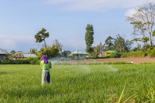 Bali, Indonesia - September 13, 2019: Woman working in the rice fileds of bali, Indonesia