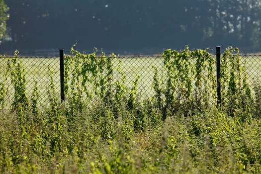 Wire mesh fence on a pasture, Germany