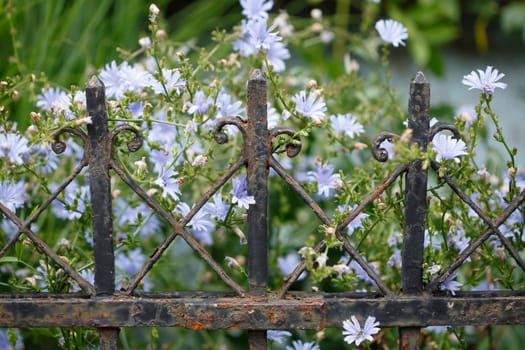 Old decorated cast iron garden fence with flowers, Bremen, Germany