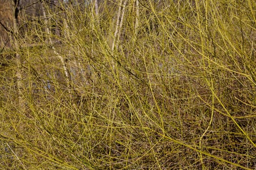 Green-yellow branches in spring, Germany