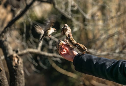 Feeding of the sparrow. Shooting Location: Tokyo metropolitan area