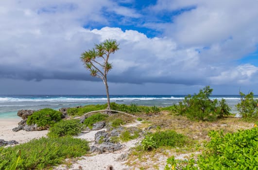 Pandanus trees growing along the beach on Efate Island, near Port Vila, Vanuatu, Melanesia