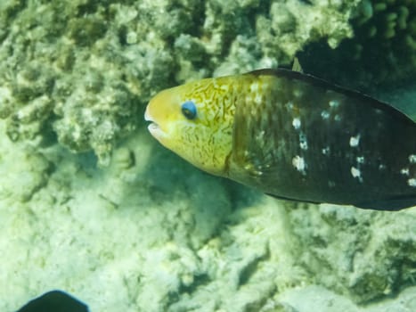 The fish swim above the coral reef, the underwater world of the Red Sea.