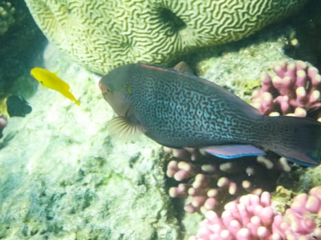 The fish swim above the coral reef, the underwater world of the Red Sea.