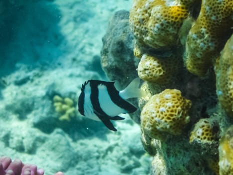 The fish swim above the coral reef, the underwater world of the Red Sea.