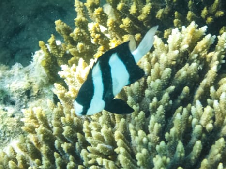 The fish swim above the coral reef, the underwater world of the Red Sea.
